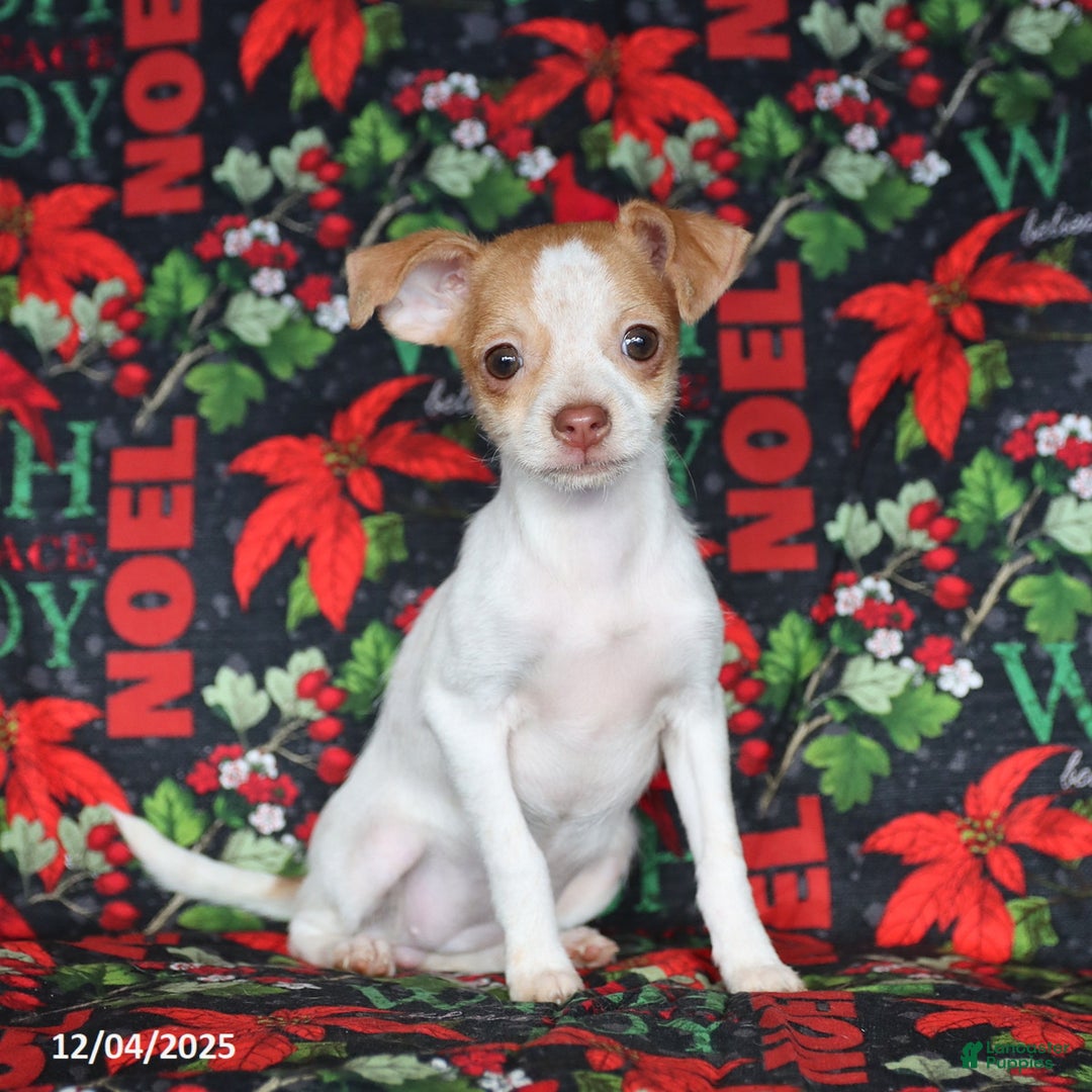 Chihuahua dogs for sale: Lucy - Ad 3