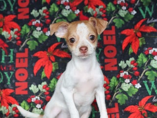 Chihuahua dogs Lucy - Ad 36