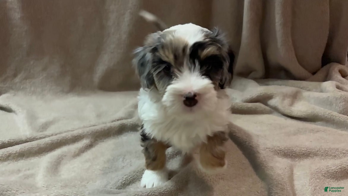 Bernedoodle dogs Millie - Ad 13