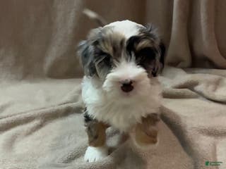Bernedoodle dogs Millie - Ad 42
