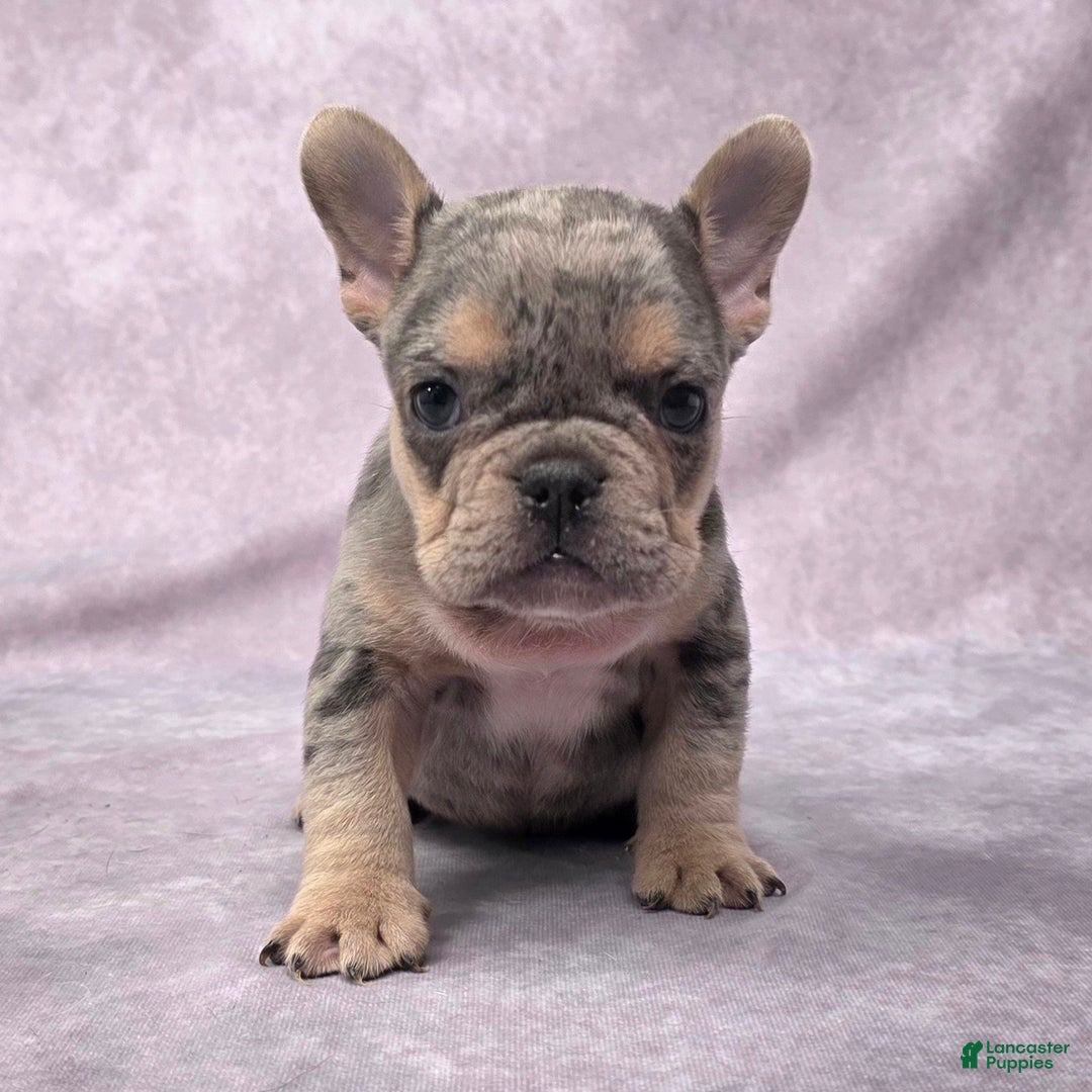 French Bulldog dogs for sale: Romeo - Ad 3