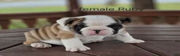 English Bulldog dogs for sale: English Bulldog Puppy 4 - Ad 18