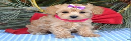 Maltipoo dogs for sale: Lainey - Ad 4