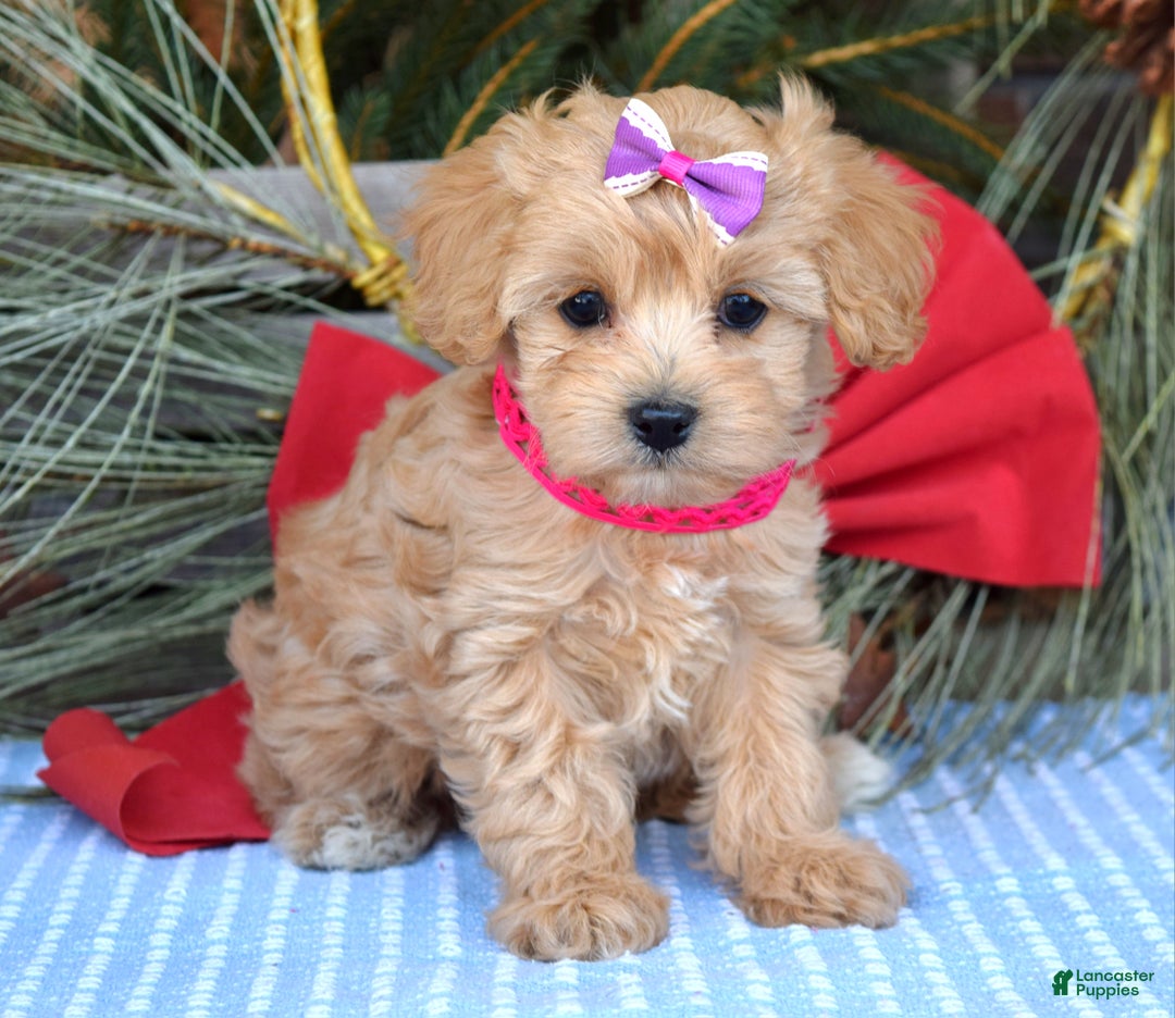Maltipoo dogs for sale: Lainey - Ad 4