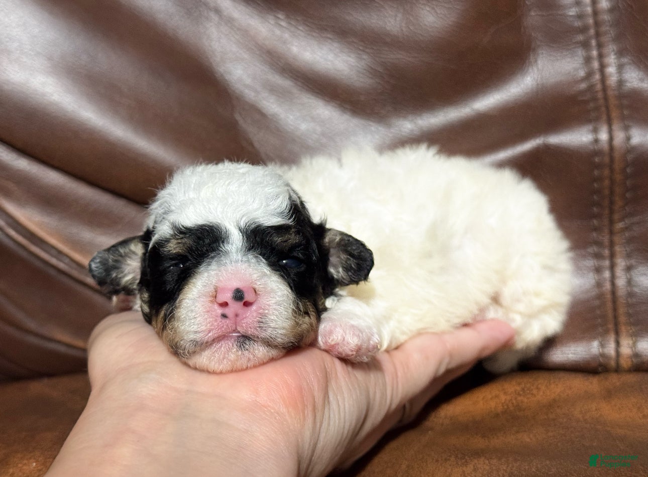 Toy Poodle dogs Bella - Ad 16