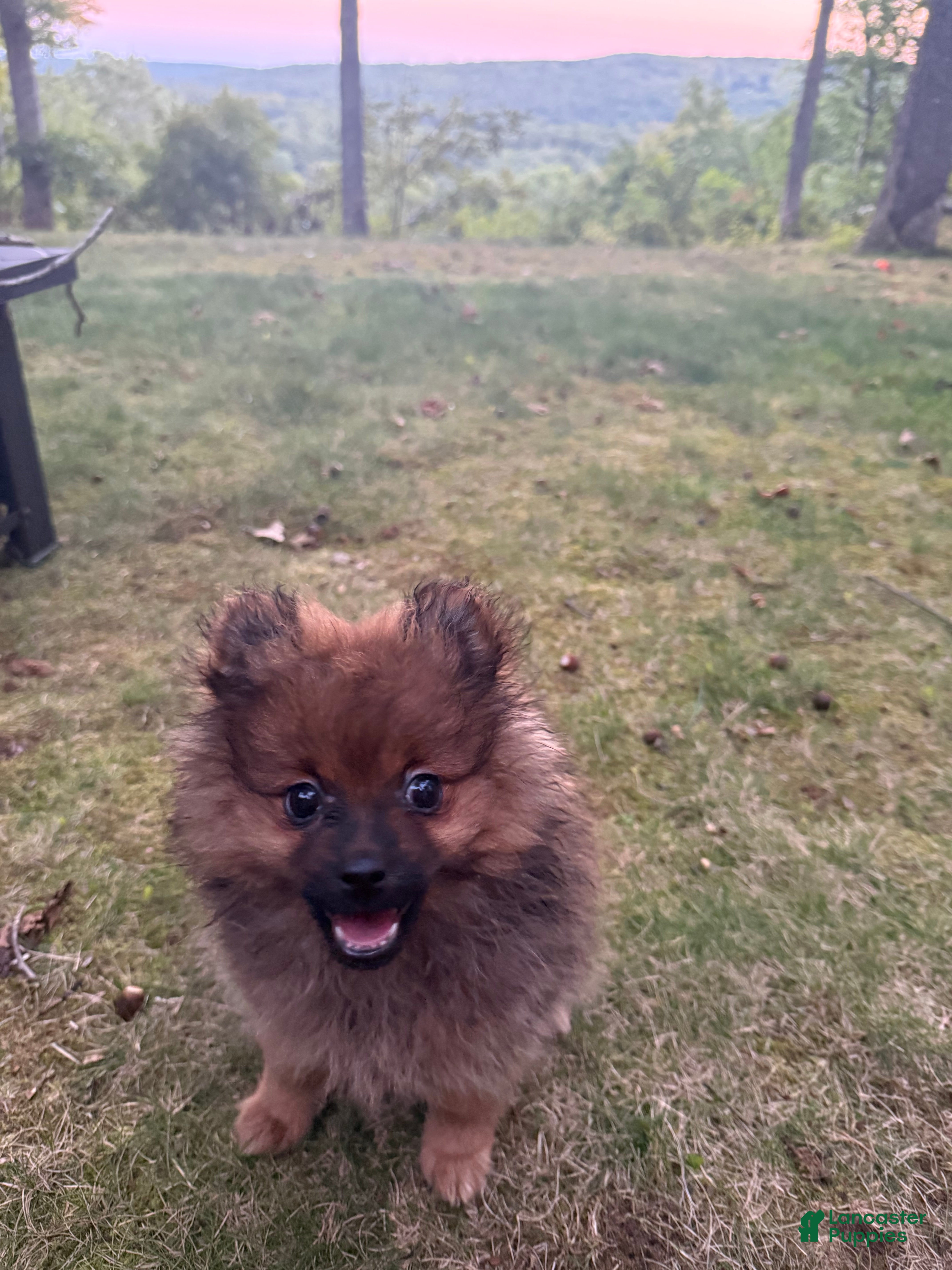 Pomeranian dogs for sale: Pomeranian 1 - Ad 2