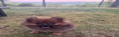 Pomeranian 1