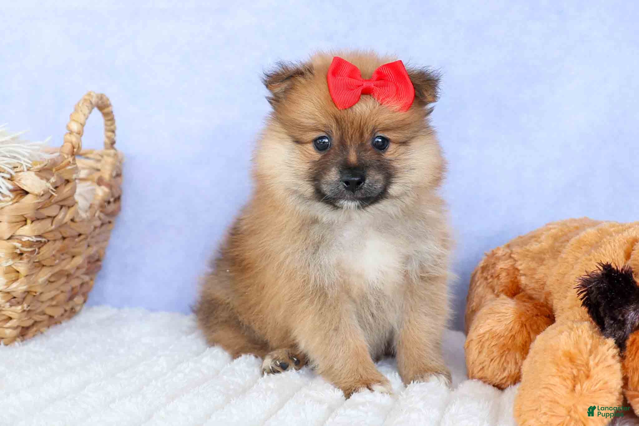 Pomeranian dogs Fabio  - Ad 2