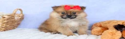 Pomeranian dogs for sale: Fabio  - Ad 2