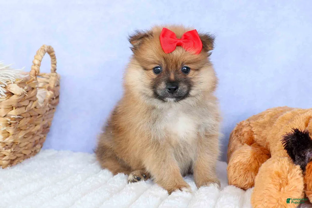 Pomeranian dogs for sale: Fabio  - Ad 2