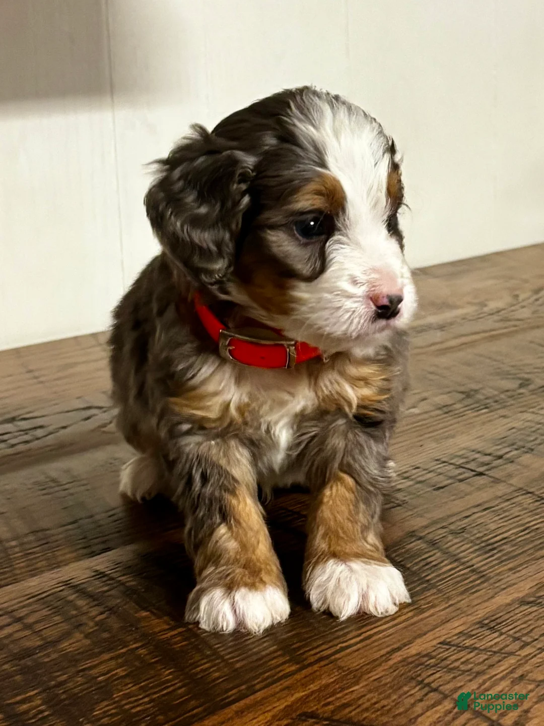 Mini Bernedoodle dogs for sale: Everest Mini Bernedoodle Puppy 6 - Ad 1