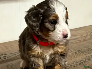 Mini Bernedoodle dogs Everest Mini Bernedoodle Puppy 6 - Ad 3