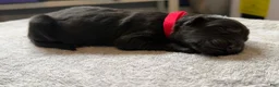 German Shepherd dogs for sale: German Shepherd Puppy 2- Blue Male - Ad 14