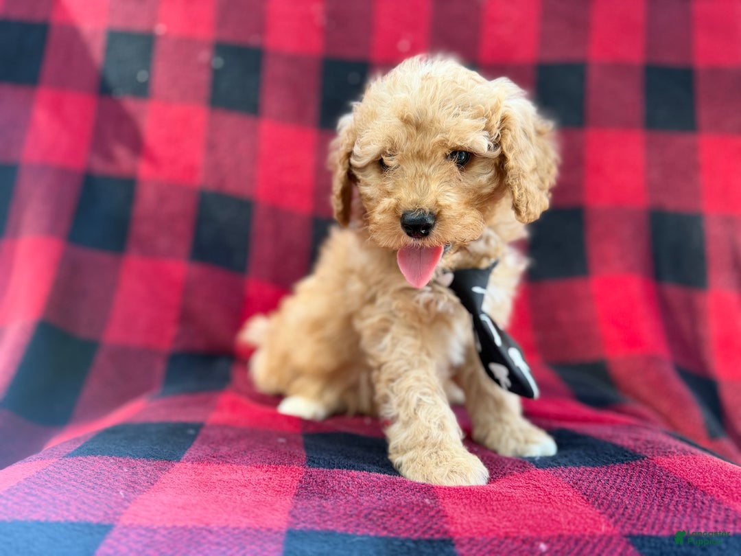 Cavapoo dogs for sale: Dexter - Ad 4