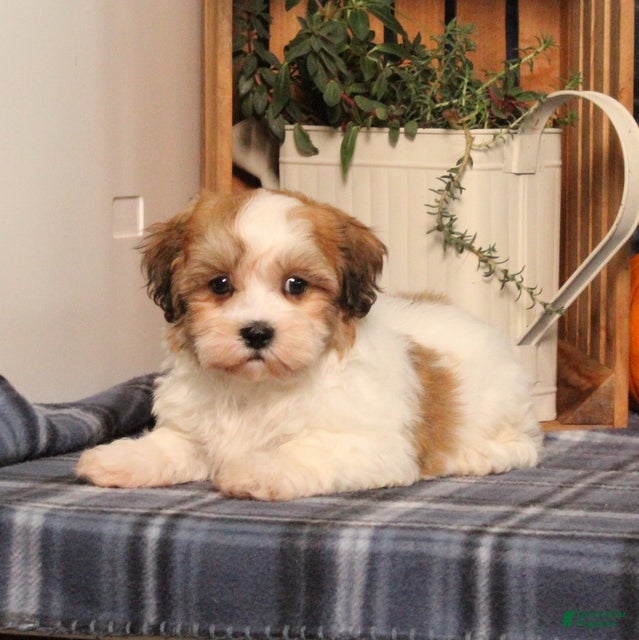 Fargo (Shichon, Male) in Manheim, PA