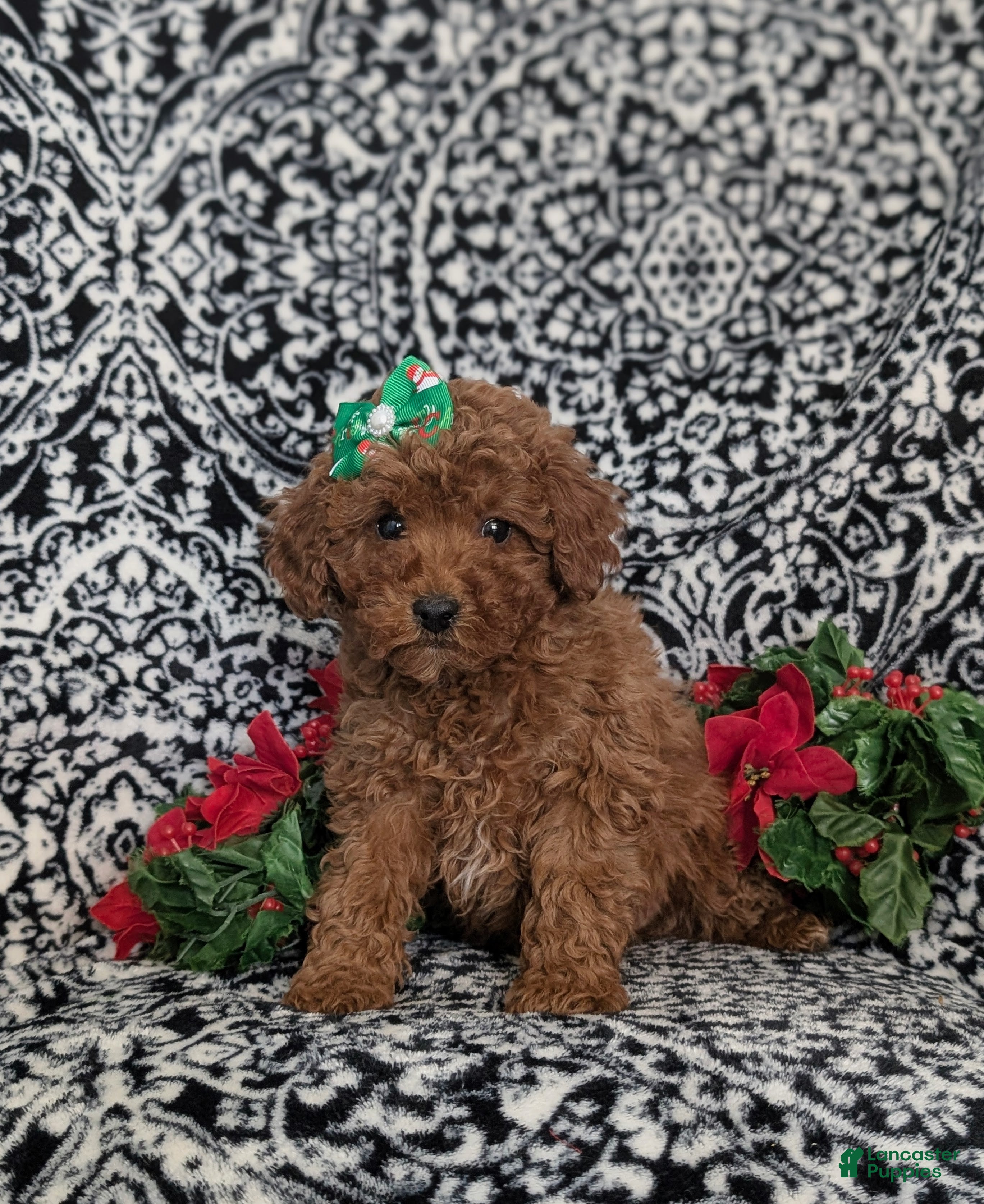 Miniature Poodle dogs Celeste Ready for Christmas - Ad 35