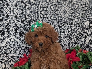 Miniature Poodle dogs Celeste Ready for Christmas - Ad 35