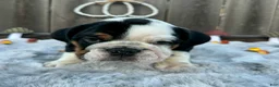 English Bulldog dogs for sale: Gordo - Ad 5