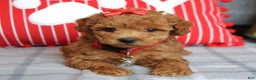 Miniature Poodle dogs for sale: Stella  - Ad 10