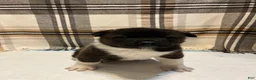 Akita dogs for sale: Lilla - Ad 1