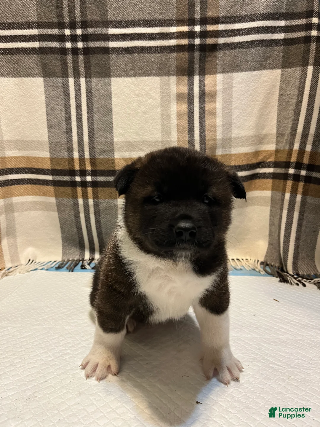 Akita dogs for sale: Lilla - Ad 1