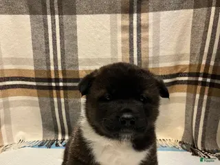 Akita dogs for sale: Lilla - Ad 1
