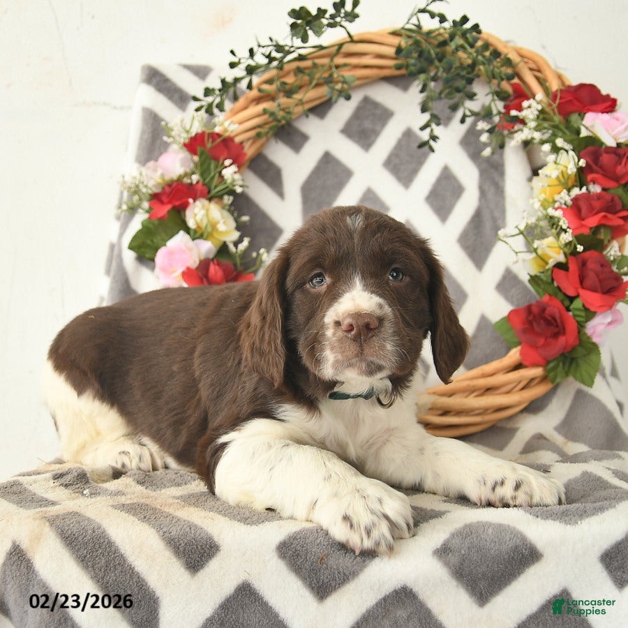 English Springer Spaniel dogs Derby  - Ad 1