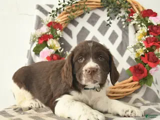 English Springer Spaniel dogs for sale: Derby - Ad 2