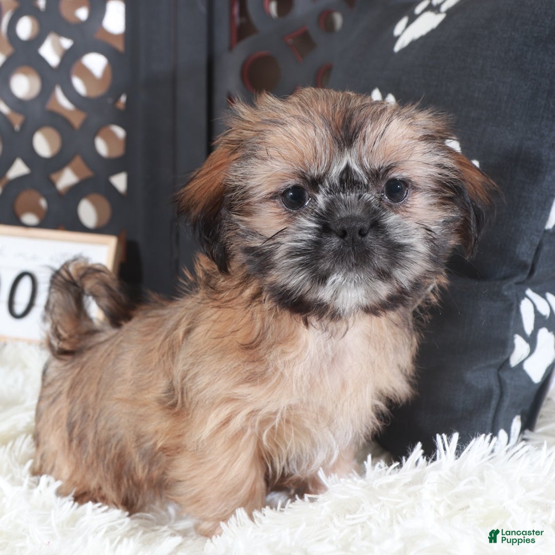 Shih Tzu dogs for sale: Duchess Regal Shih-tzu - Ad 4