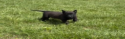 Belgian Malinois dogs for sale: Juneau - Ad 6
