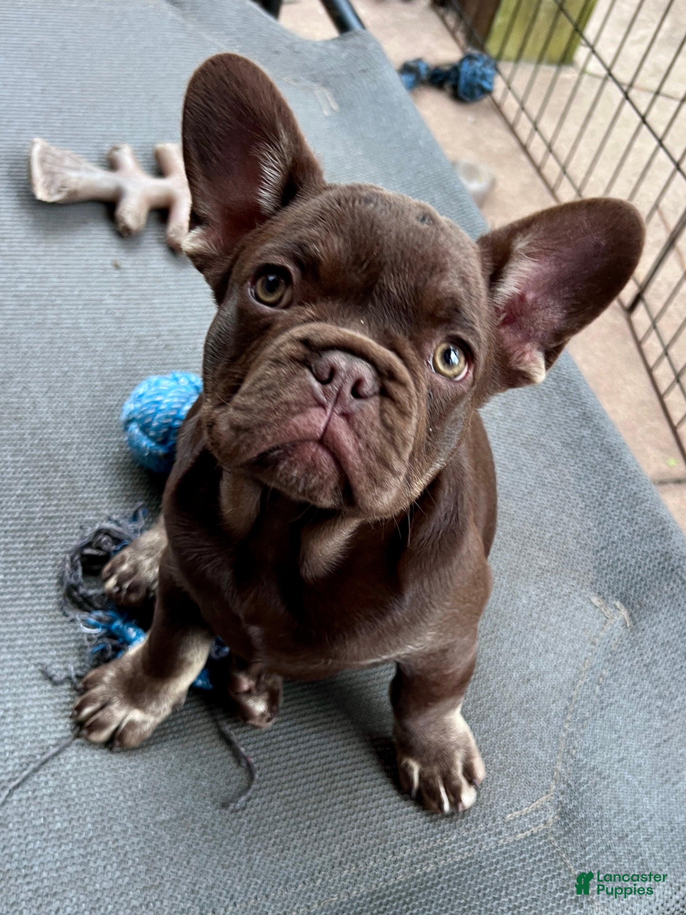 French Bulldog dogs Mocha - Ad 1