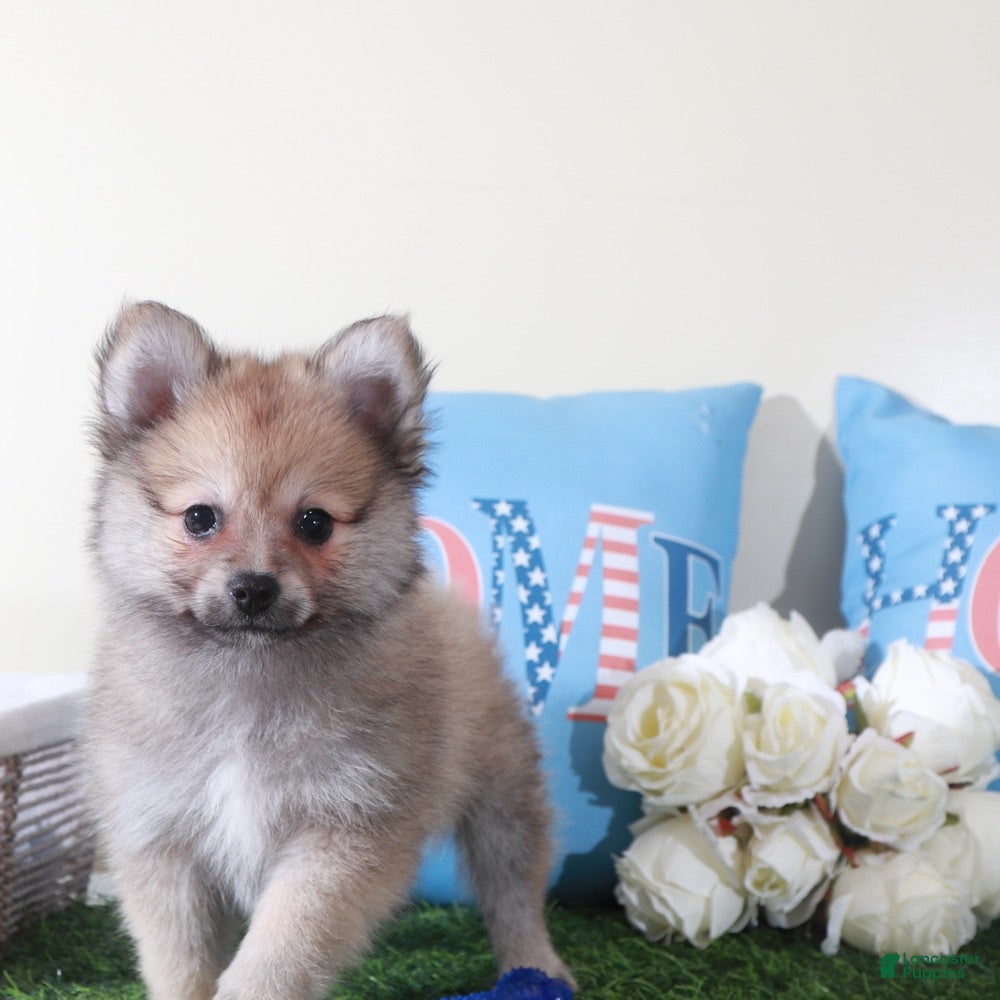 Pomeranian dogs Mink Soft Little ACA Pomeranian Puppy - Ad 2
