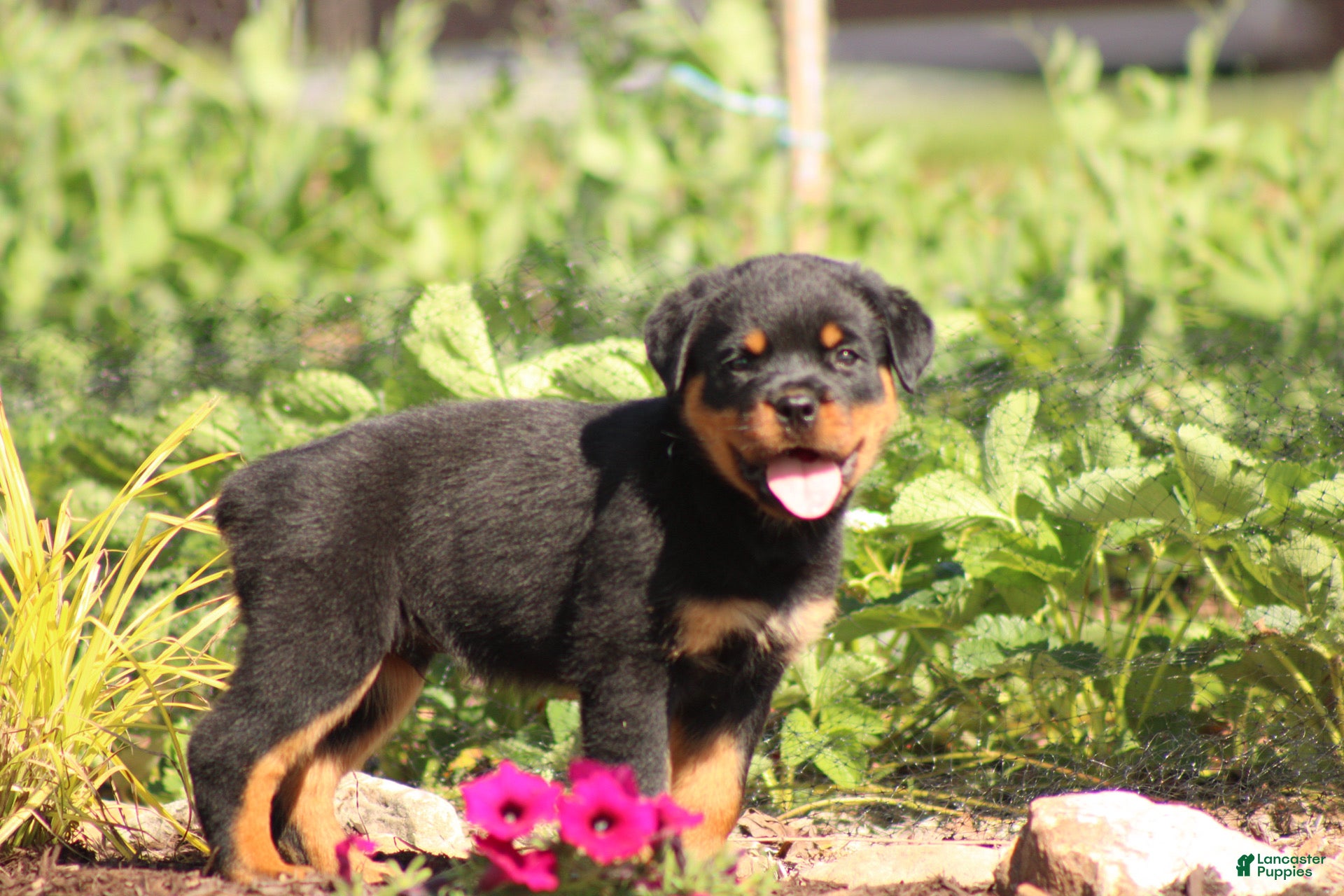 Rottweiler dogs Shasta - Ad 2