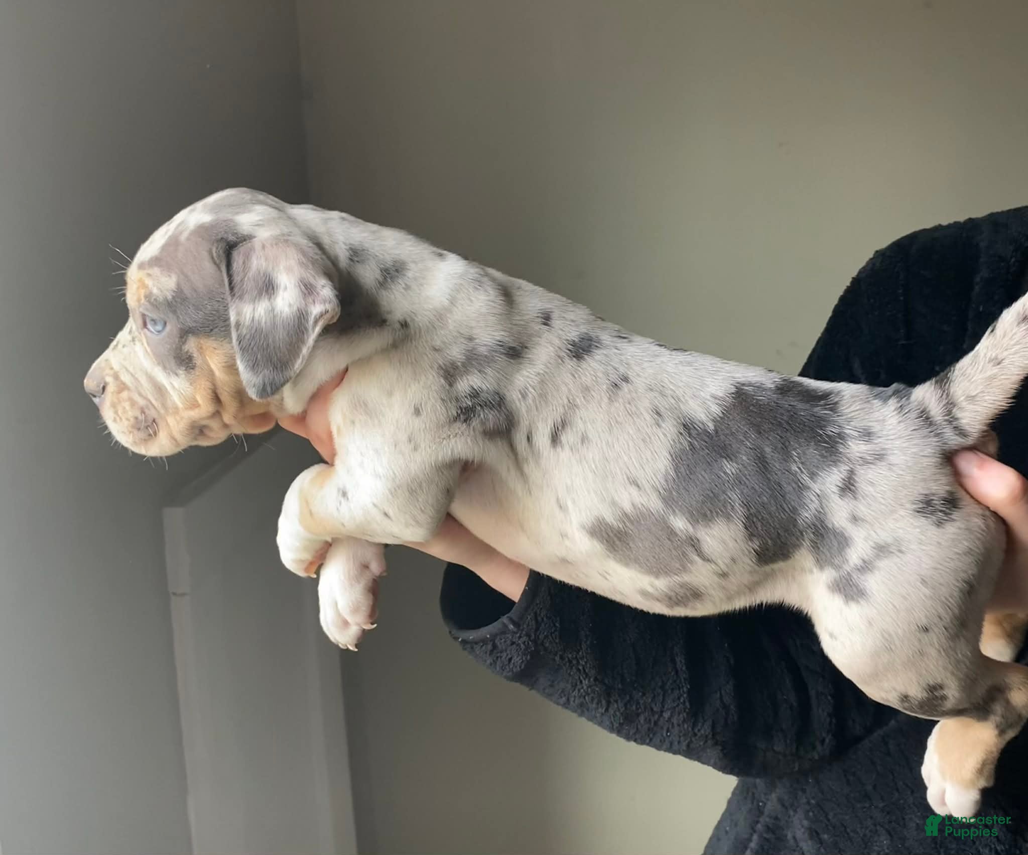 American Bully dogs American Bully Puppy 3 - Ad 29