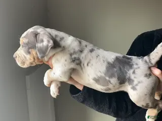 American Bully dogs American Bully Puppy 3 - Ad 29