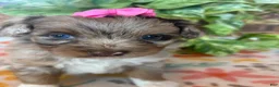 Pomapoo dogs for sale: Pomapoo 3 - Ad 8