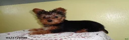 Yorkshire Terrier dogs for sale: Zuzu - Ad 5