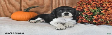 Koda