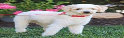 Toy Poodle dogs for sale: Rosco  - Ad 4
