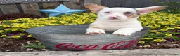Welsh Corgi Pembroke dogs for sale: Naomi - Ad 4
