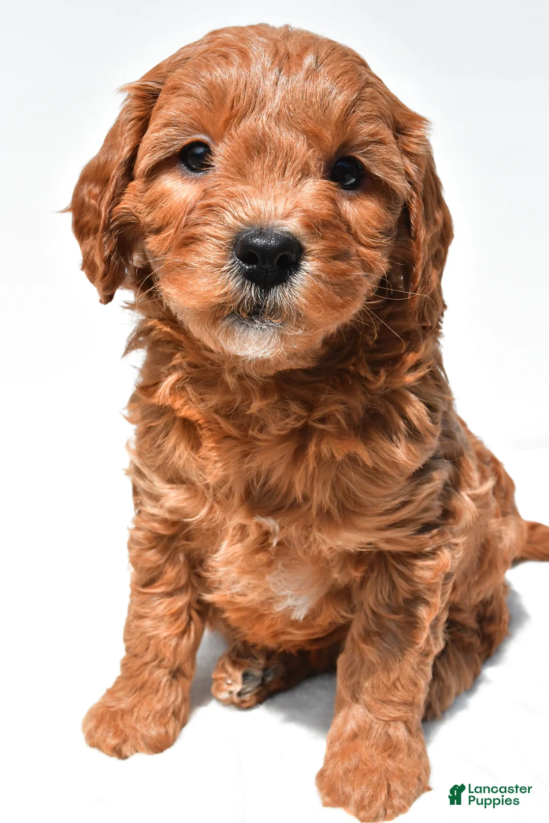 Mini Goldendoodle dogs for sale: Jane - Ad 1