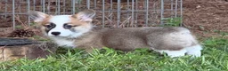 Welsh Corgi Pembroke dogs for sale: Hoss - Ad 2