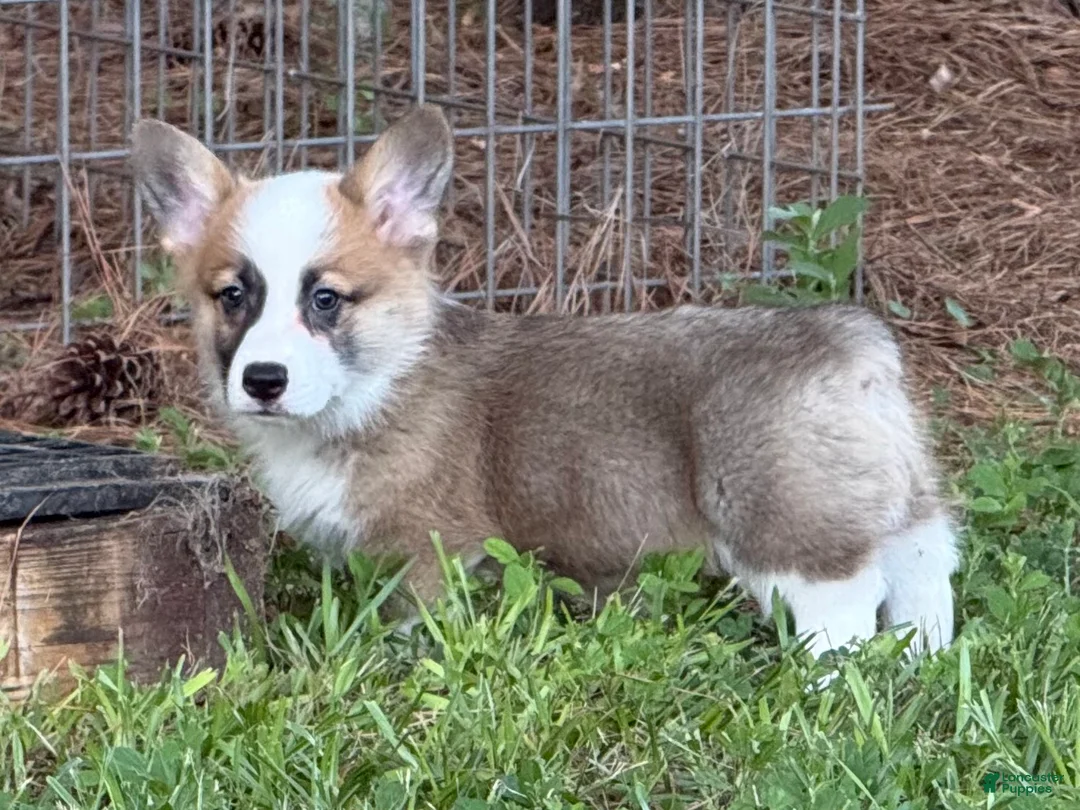 Welsh Corgi Pembroke dogs for sale: Hoss - Ad 2