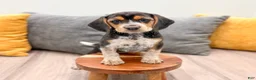 Beagle dogs for sale: Sylvie - Ad 2