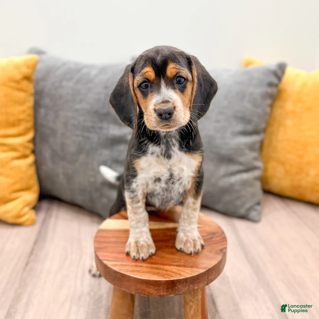 Beagle dogs for sale: Sylvie - Ad 2