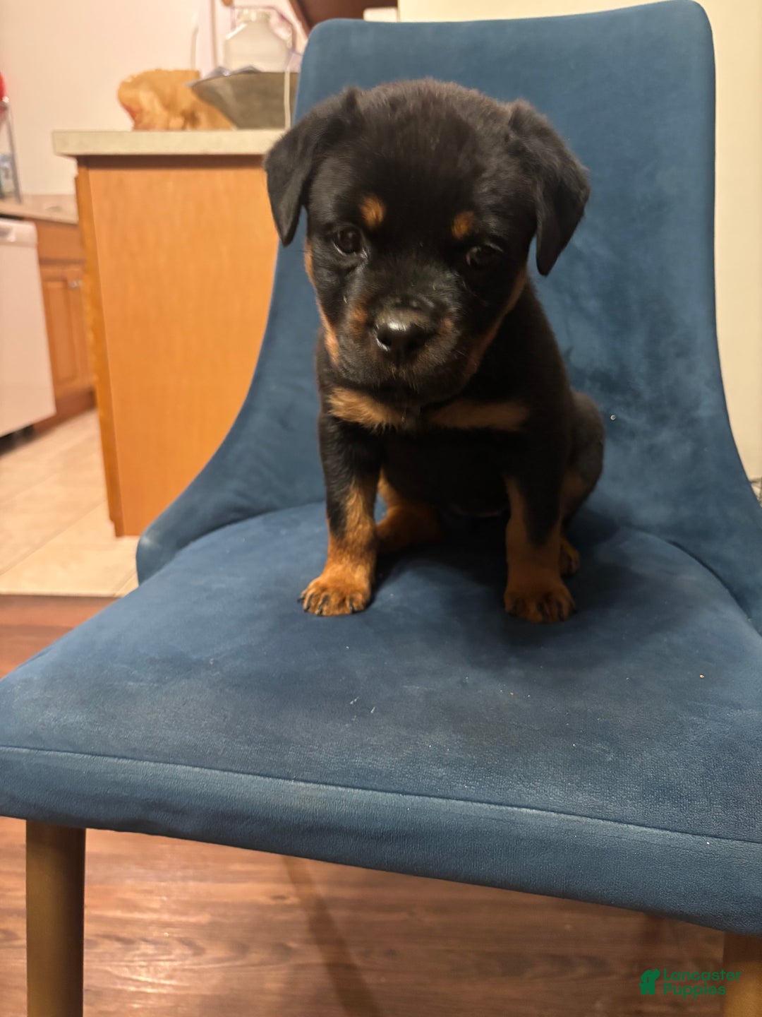 Rottweiler dogs for sale: Nae - Ad 7