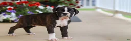 Boxer dogs for sale: Allie - Ad 5