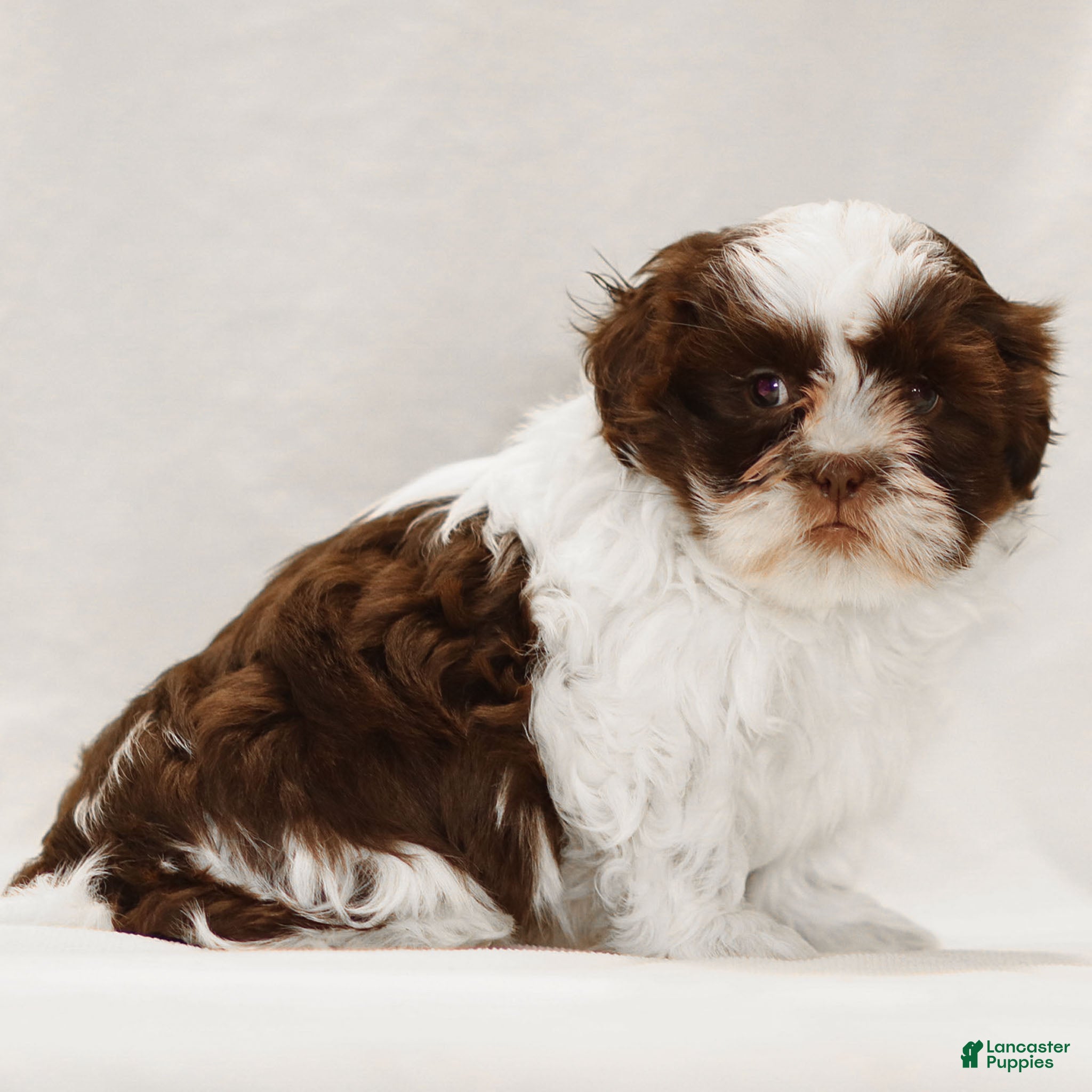 Teddy Bear dogs Alfie - Ad 2