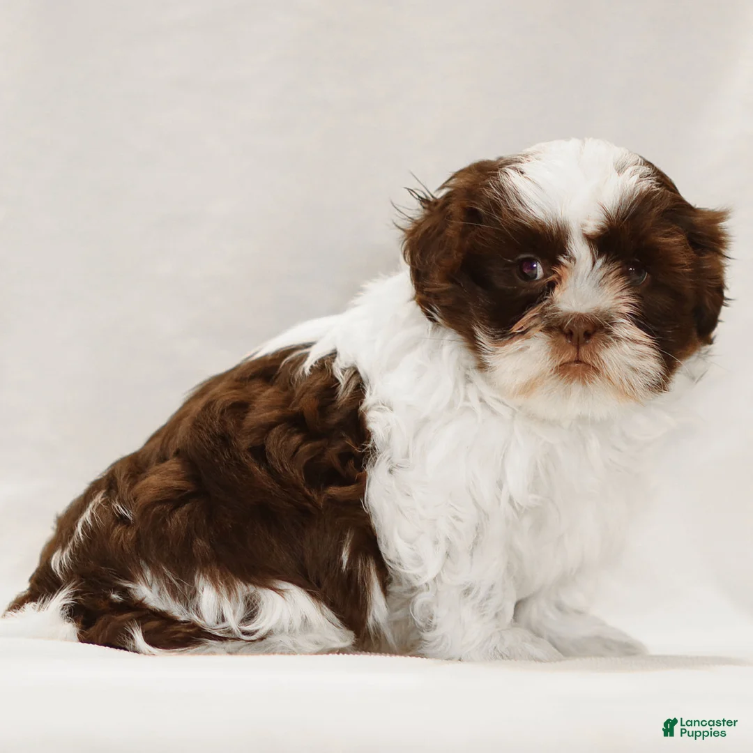 Teddy Bear dogs for sale: Alfie - Ad 2