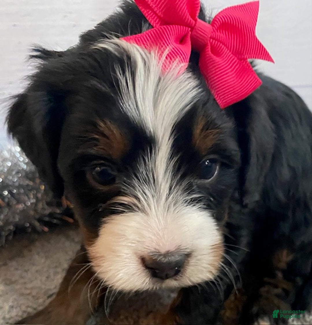 Mini Bernedoodle dogs for sale: Sugar - Ad 6